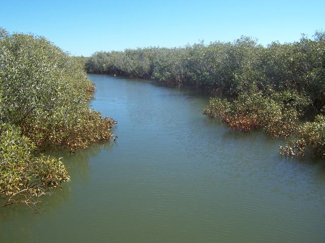 A little creek we pulled some mudies from on the last day in Onslow